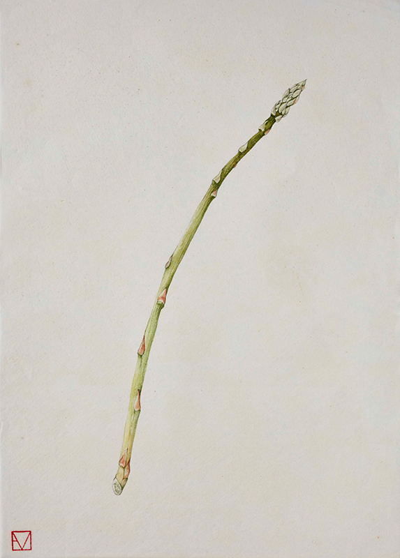 elisabeth vitou artiste botanique-asperge-aquarelle botanique-legumes-stage d'aquarelle botanique