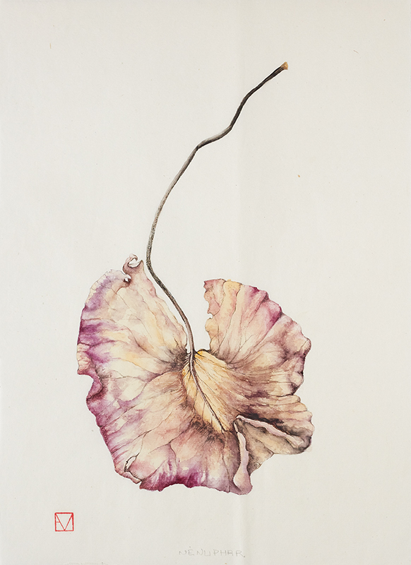 elisabeth vitou-artiste botanique