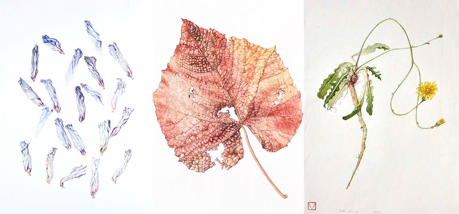 elisabeth vitou artiste botanique-cours de dessin botanique-technique aquarelle botanique