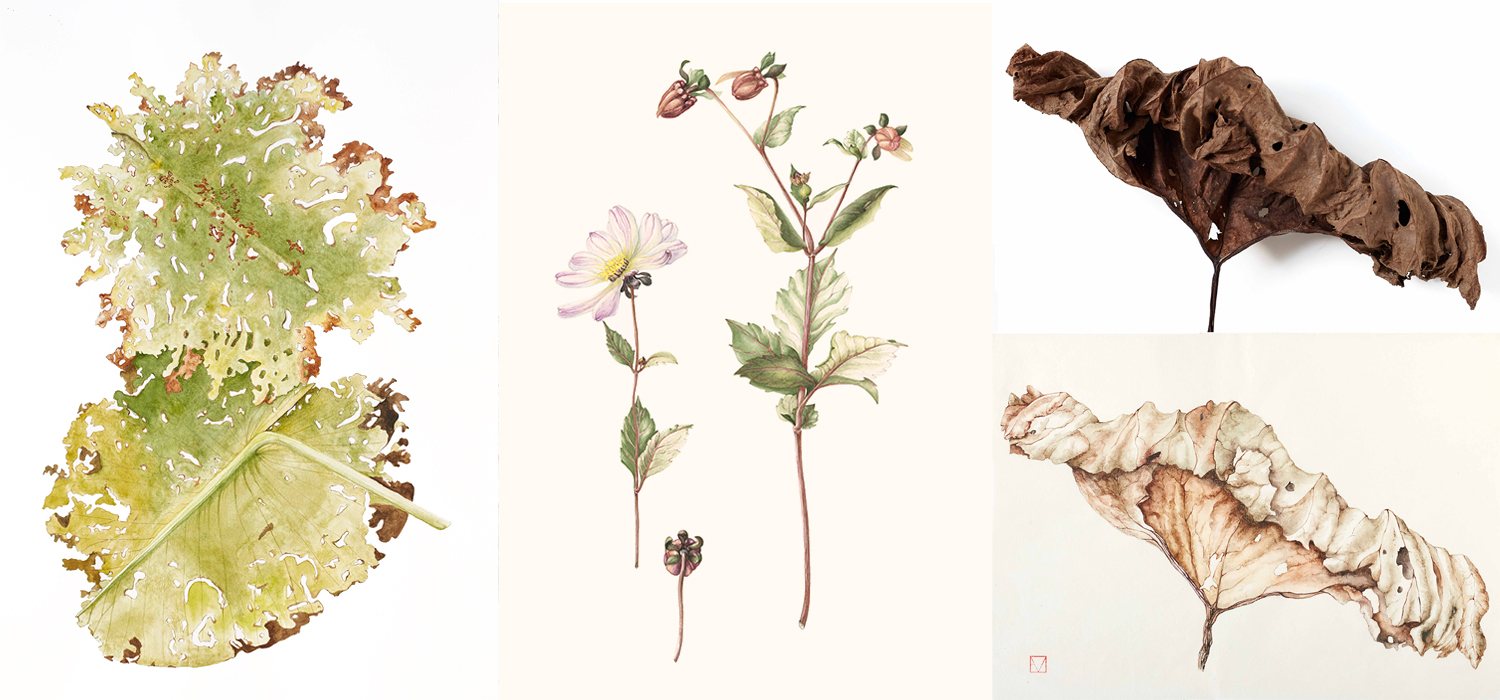 elisabeth vitou-artiste botanique-aquarelle botanique paris-aquarelle botanique-feuilles-peinture botanique-cours de dessin botanique